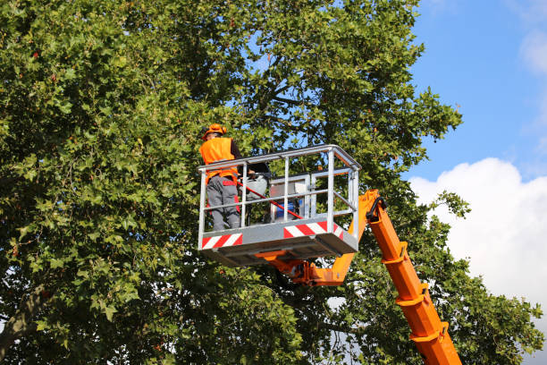 The Steps Involved in Our Tree Care Process in Moreland, ID